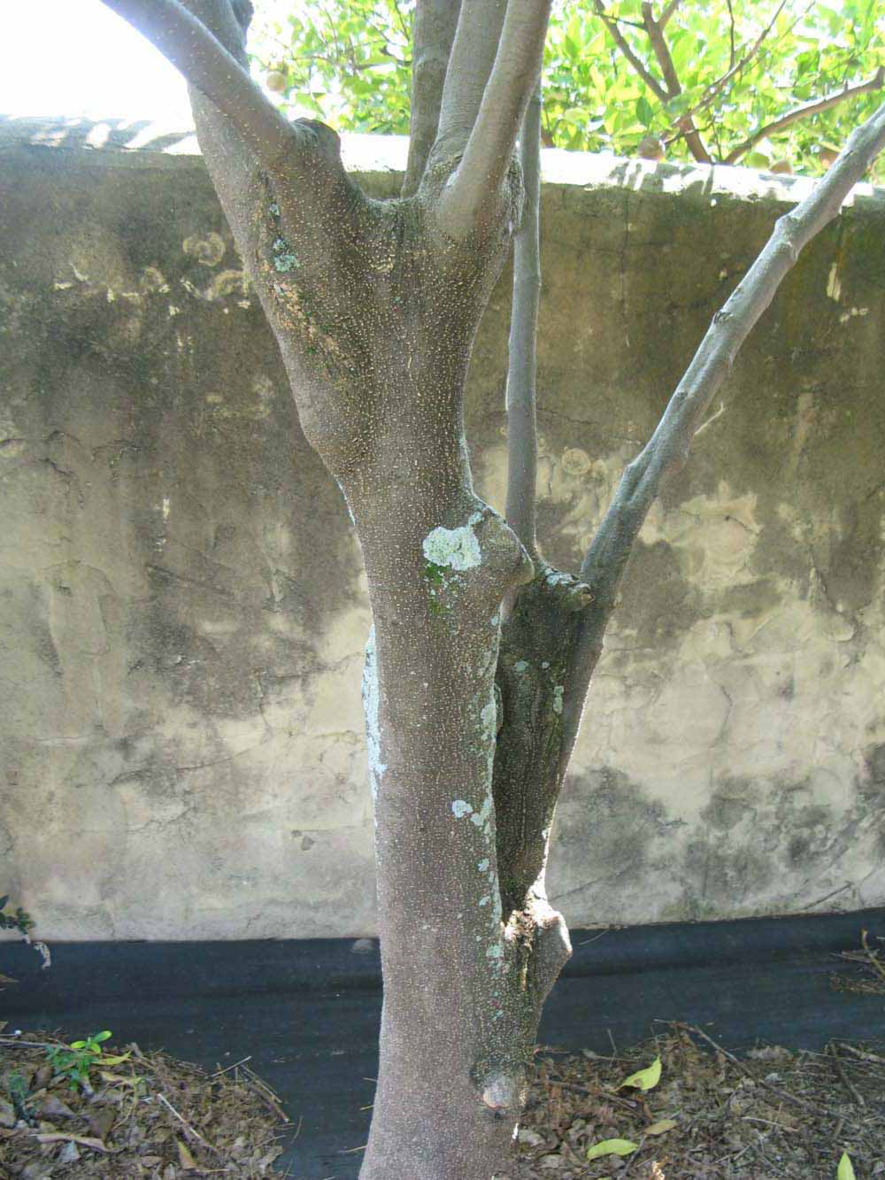            Bark (Winter Haven, FL)   